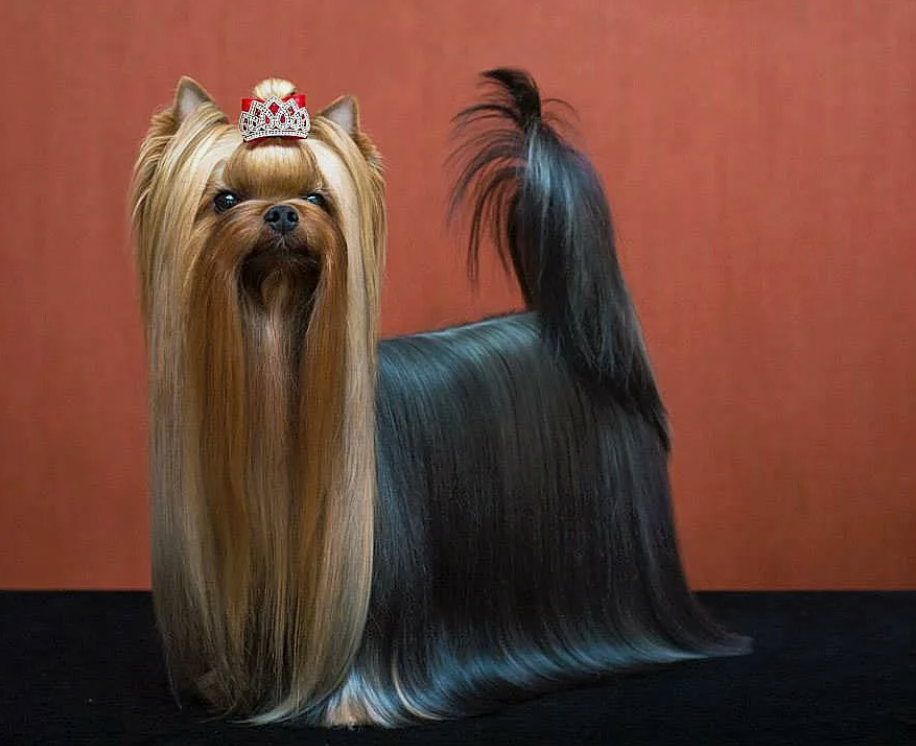 FAIR-PLAY DU PUY DORE — Labaza DogPedigree YorkshireTerrier